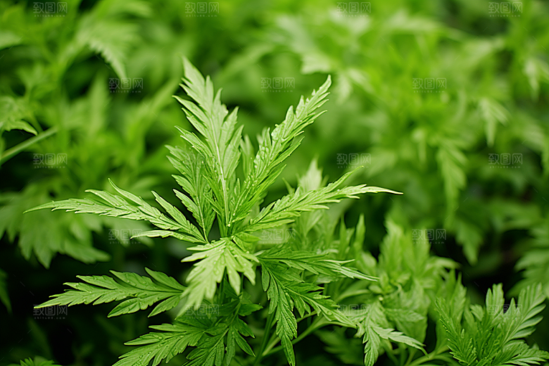 艾草高清糯叽叽摄影图