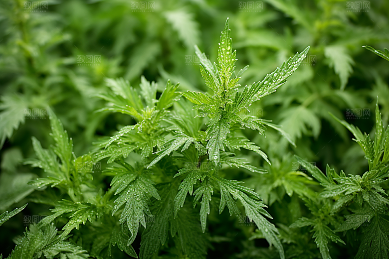 艾草高清传统文化摄影图