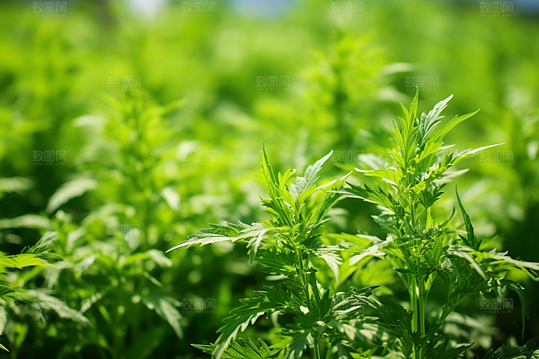 艾草美食糯米团摄影图