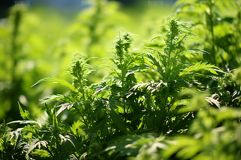 艾草中式糕点艾叶摄影图