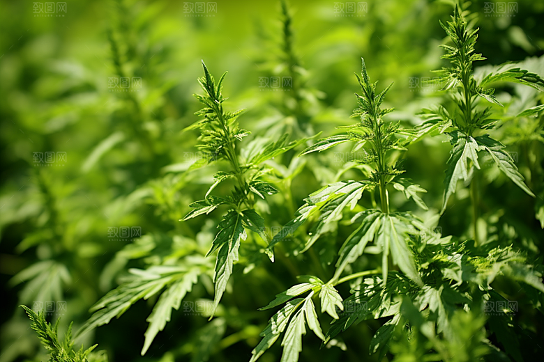 艾草美食蒿草摄影图