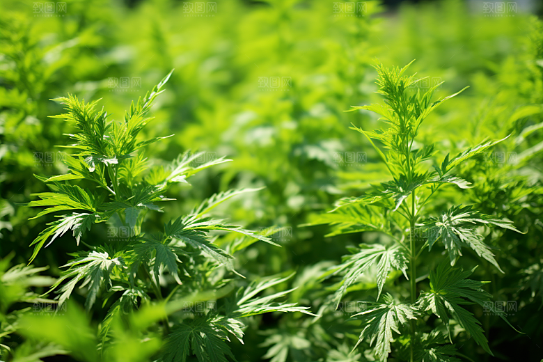 艾草糯米团高清摄影图
