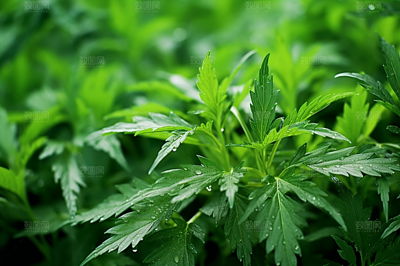 艾草青团高清摄影图