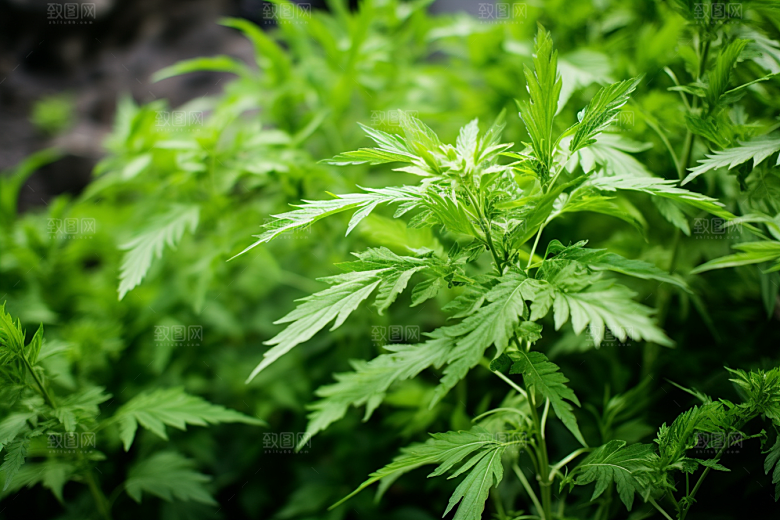 艾草艾叶糯叽叽摄影图