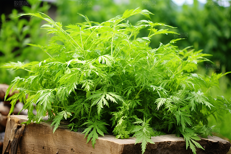 艾草美食高清摄影图
