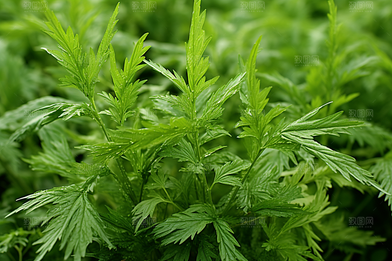 艾草高清蒿草摄影图