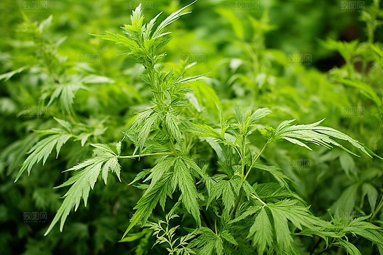 艾草高清中式糕点摄影图