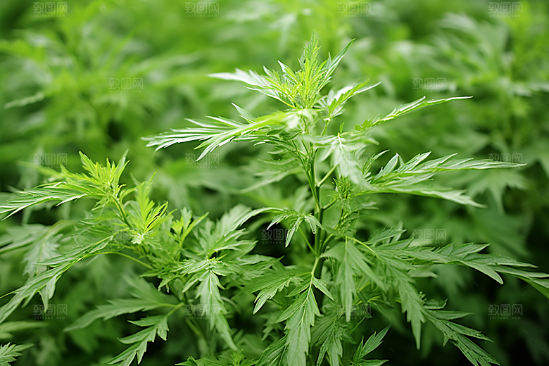 艾草传统文化美食摄影图