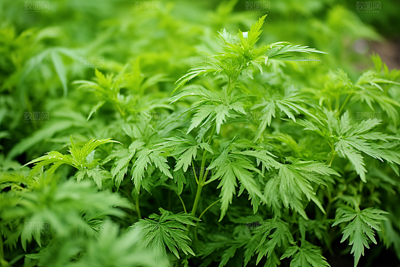 艾草蒿草高清摄影图