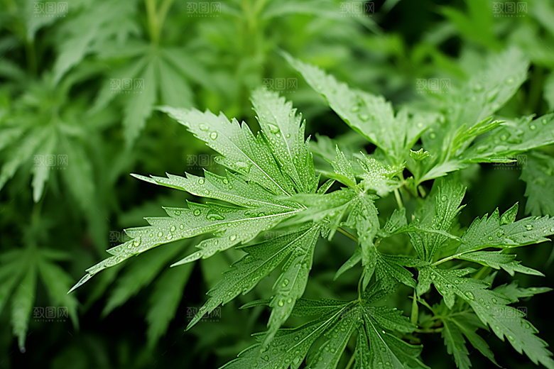 艾草糯叽叽青团摄影图