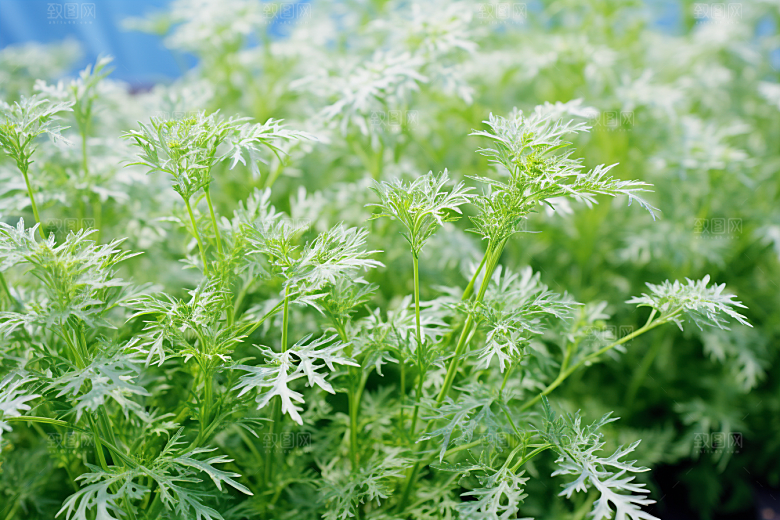 艾草蒿草清明摄影图