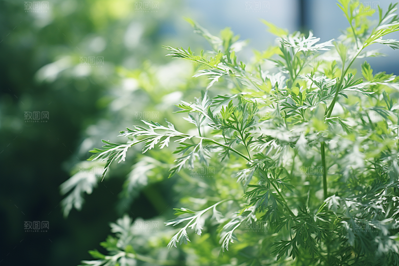 艾草高清蒿草摄影图