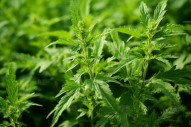 艾草清明传统文化摄影图