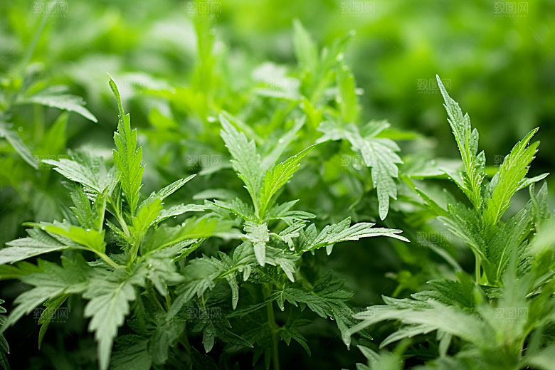 艾草蒿草清明摄影图