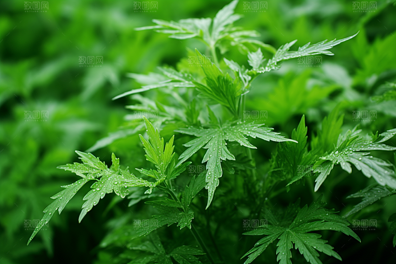 艾草传统文化美食摄影图