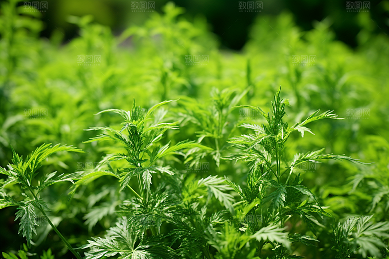 艾草传统文化蒿草摄影图