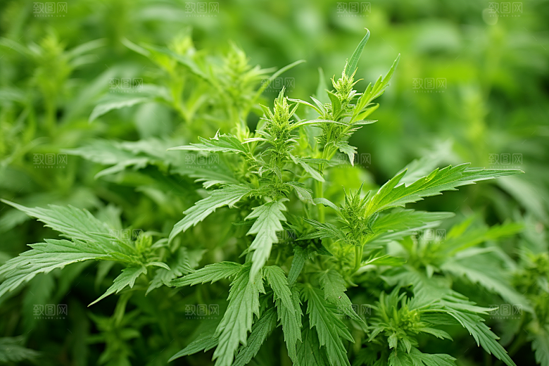 艾草高清美食摄影图