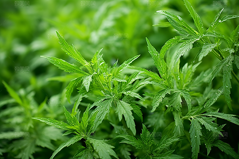 艾草青团中式糕点摄影图