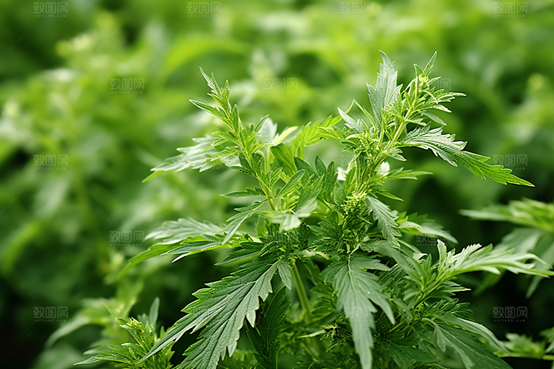 艾草清明中式糕点摄影图