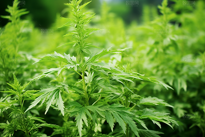 艾草艾叶美食摄影图