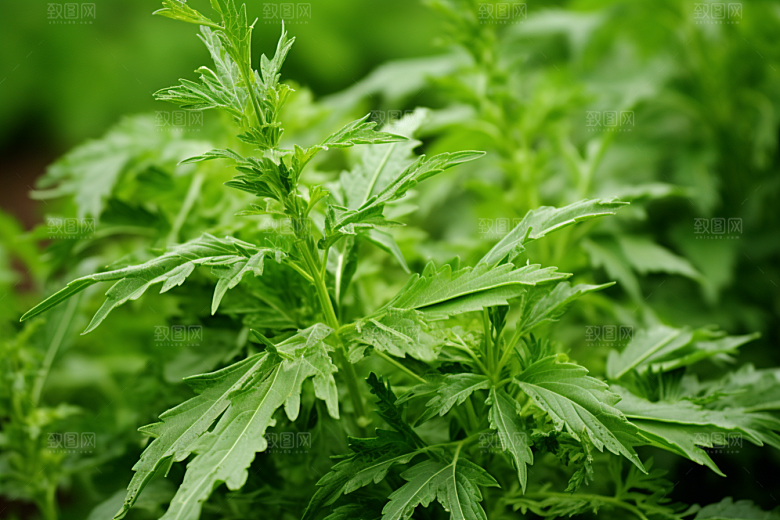 艾草高清糯叽叽摄影图