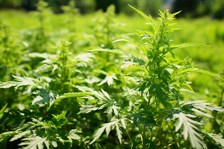 艾草艾叶中式糕点摄影图