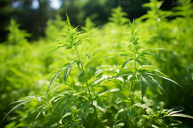 艾草传统文化糯叽叽摄影图