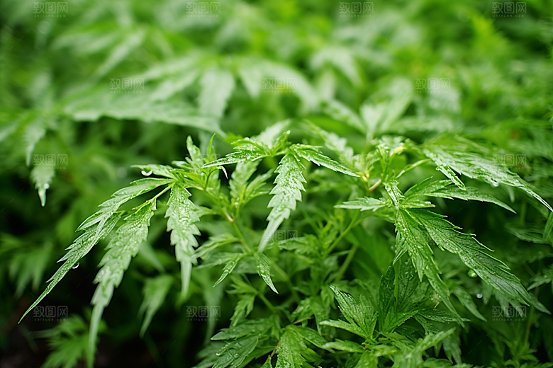 艾草清明糯叽叽摄影图