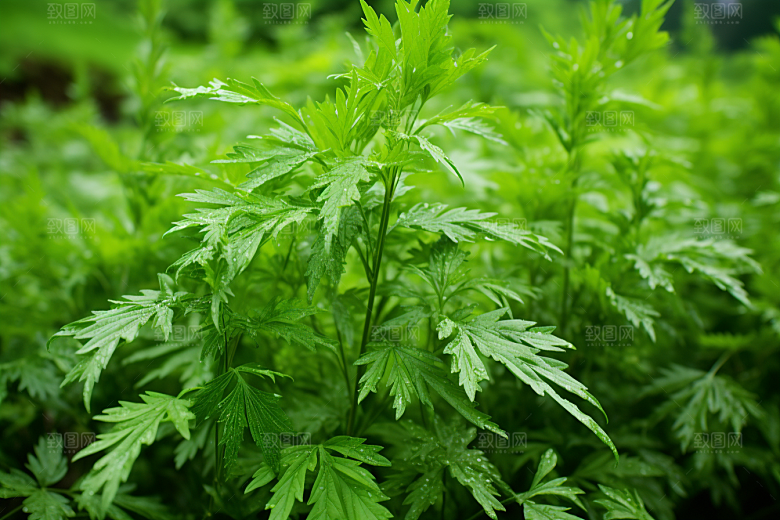 艾草蒿草青团摄影图