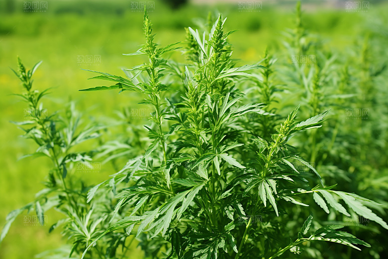 艾草糯叽叽蒿草摄影图