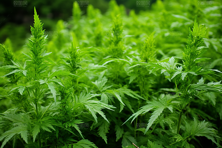 艾草艾叶蒿草摄影图