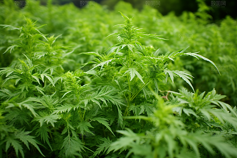 艾草糯米团艾叶摄影图