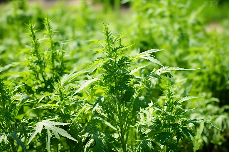 艾草糯米团传统文化摄影图
