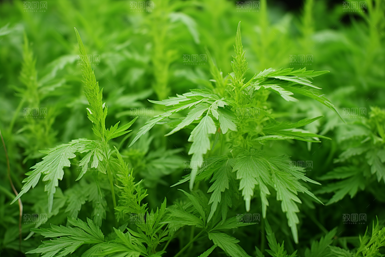 艾草糯叽叽美食摄影图