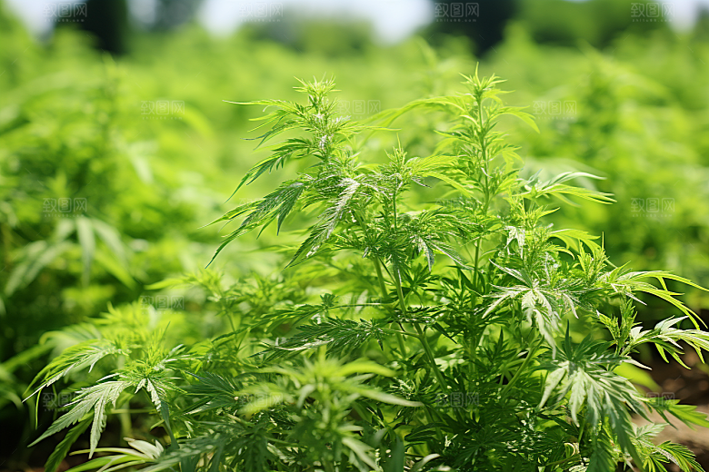 艾草清明青团摄影图
