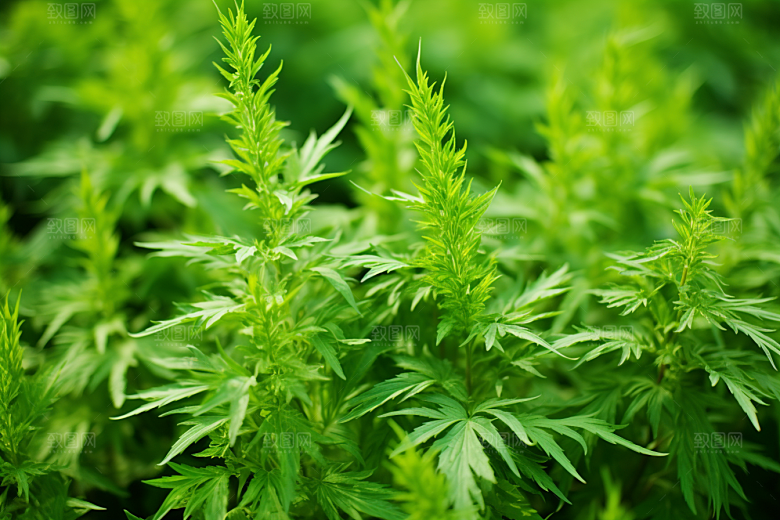 艾草糯叽叽蒿草摄影图