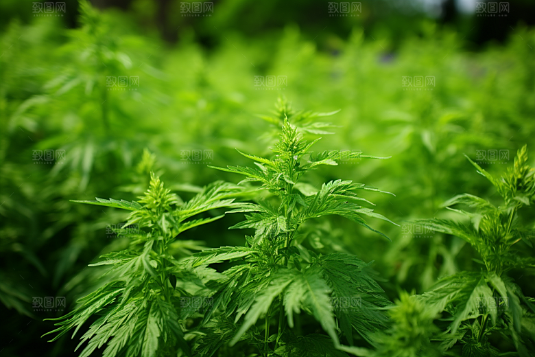 艾草传统文化蒿草摄影图