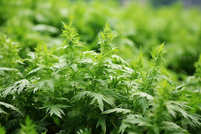 艾草青团蒿草摄影图