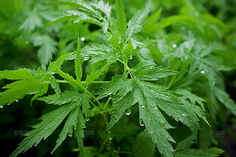 艾草清明传统文化摄影图