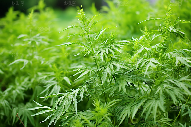 艾草美食蒿草摄影图