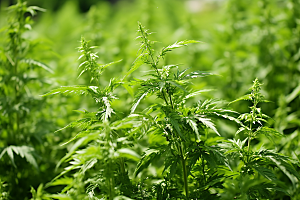 艾草蒿草传统文化摄影图
