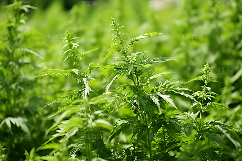 艾草蒿草传统文化摄影图