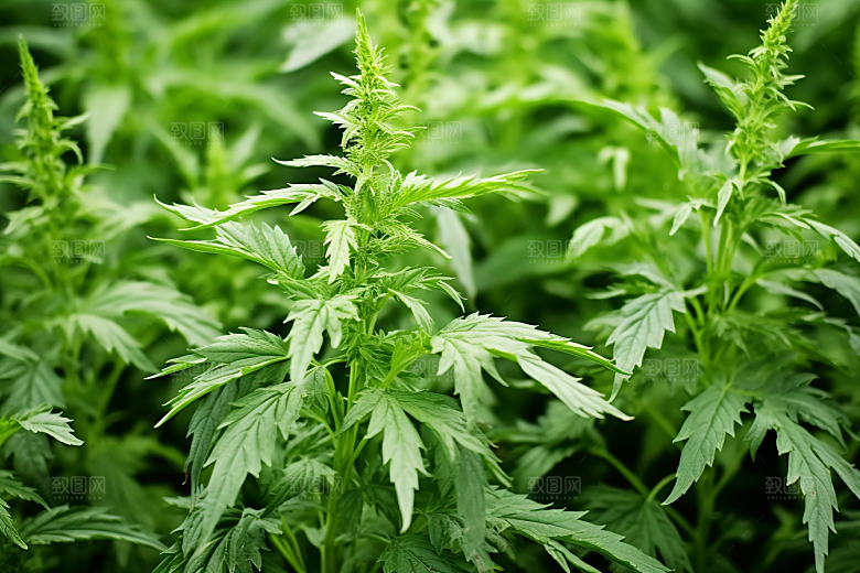 艾草糯叽叽糯米团摄影图
