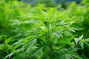 艾草清明青团摄影图
