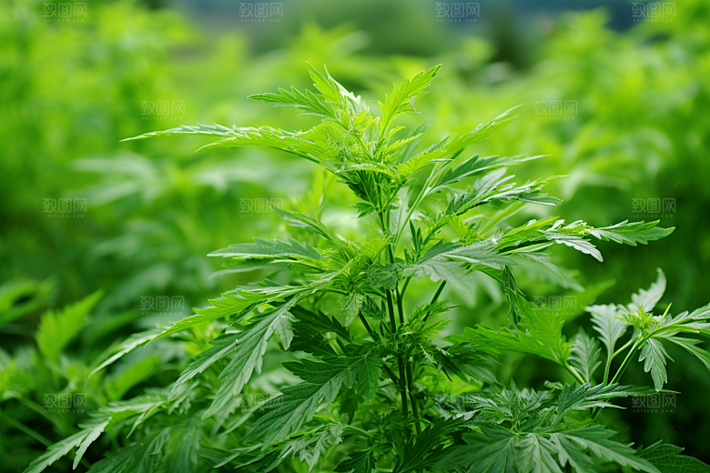 艾草清明青团摄影图