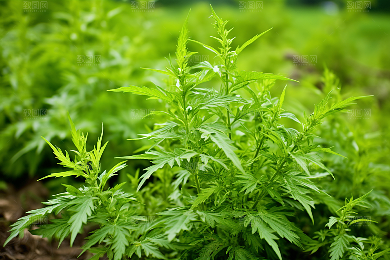 艾草美食糯叽叽摄影图