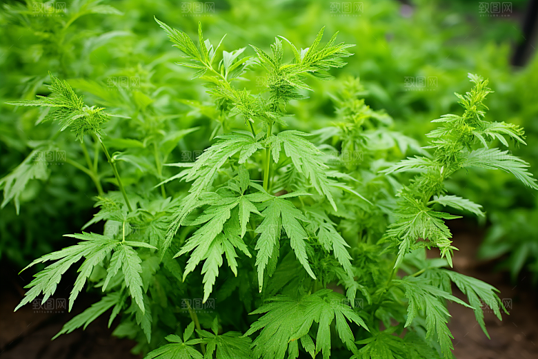 艾草青团糯米团摄影图