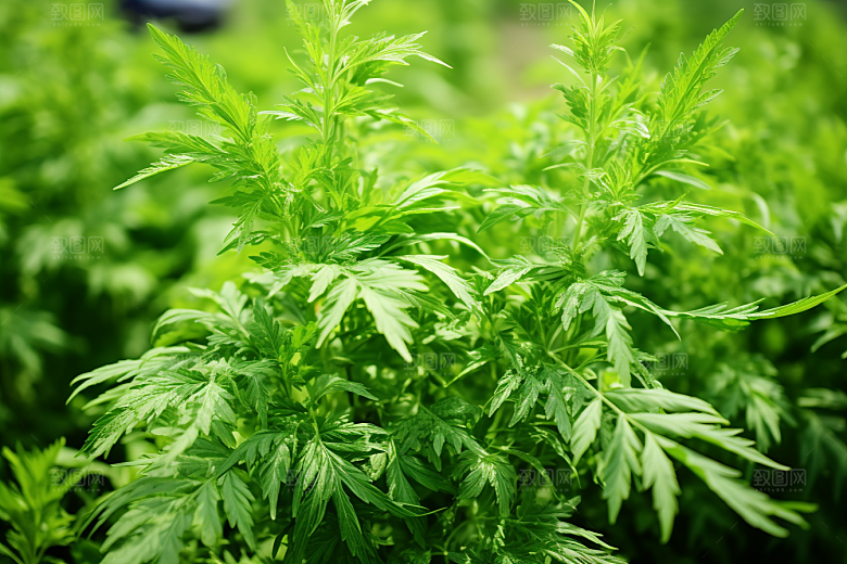 艾草传统文化中式糕点摄影图