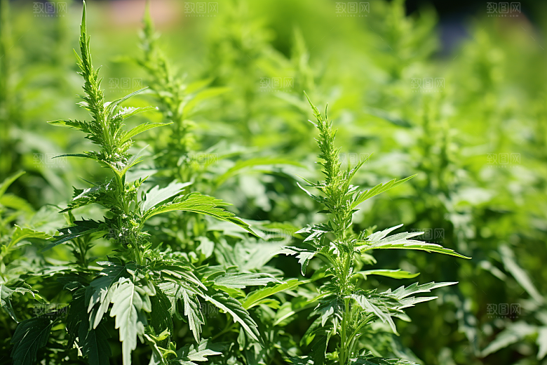 艾草蒿草美食摄影图