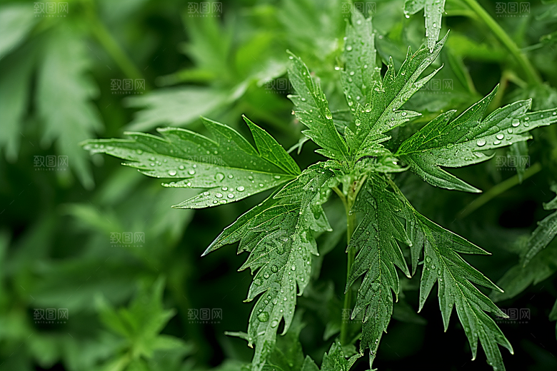 艾草中式糕点艾叶摄影图
